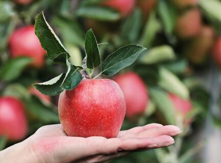 Apple 2788662 1280