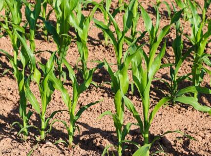 Cornfield 7280291 1280