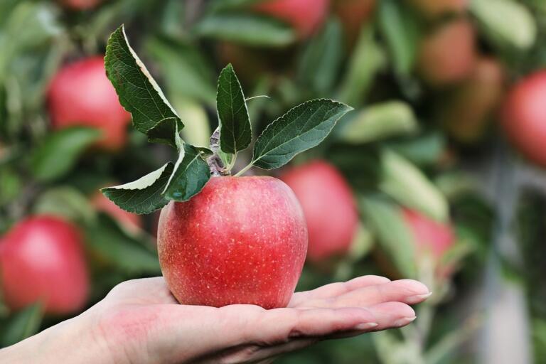 Apple 2788662 1280