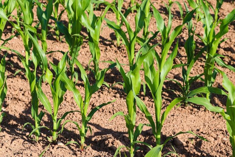 Cornfield 7280291 1280