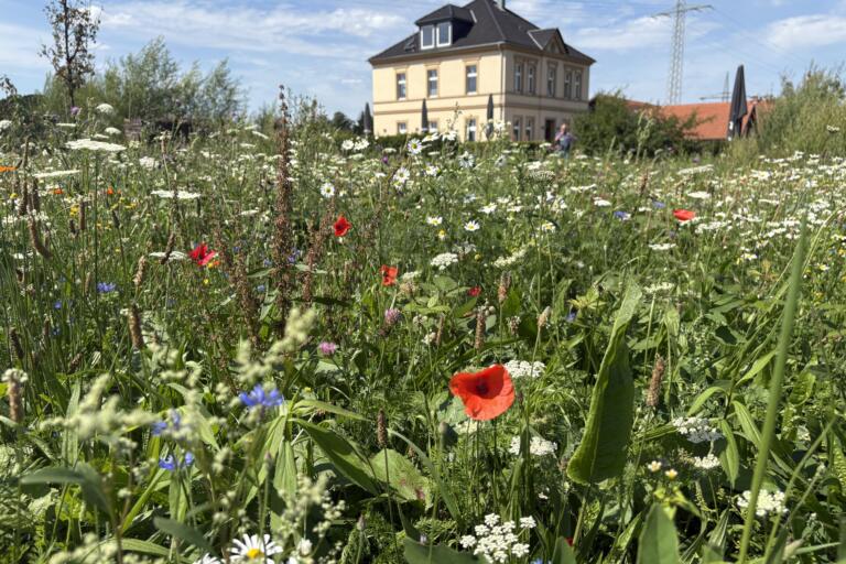 Blühwiese am Hof MS Allmende